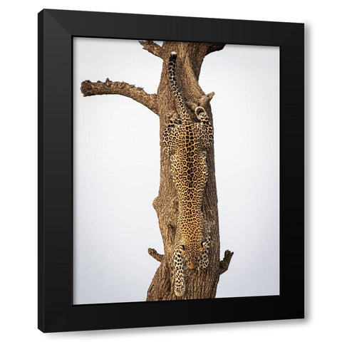 Camouflage Black Modern Wood Framed Art Print by Taylor, Mike