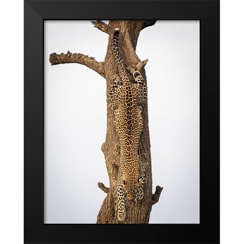 Camouflage Black Modern Wood Framed Art Print by Taylor, Mike