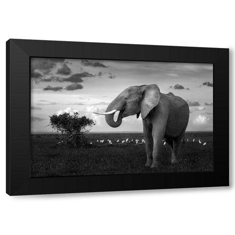 Beautiful Elephant Black Modern Wood Framed Art Print with Double Matting by Sobhi, Ahmed