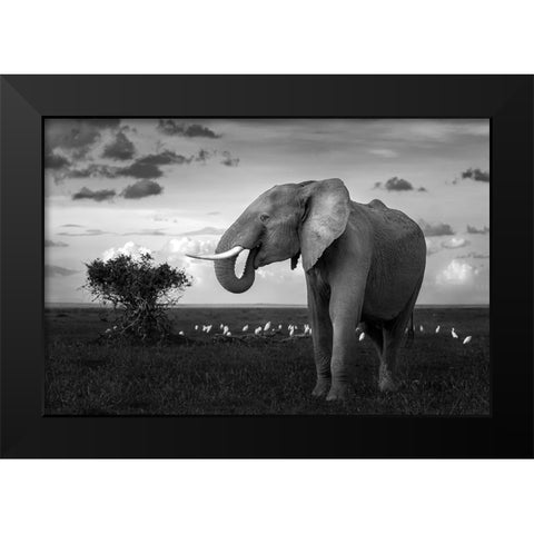 Beautiful Elephant Black Modern Wood Framed Art Print by Sobhi, Ahmed