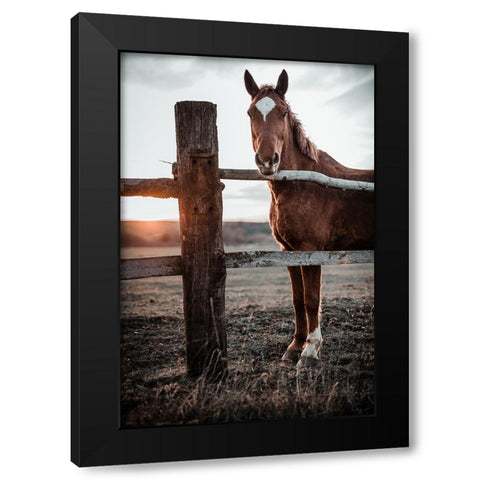 Horse Farm In Skairoai, Slovakia Black Modern Wood Framed Art Print with Double Matting by Jakab, Gabriel