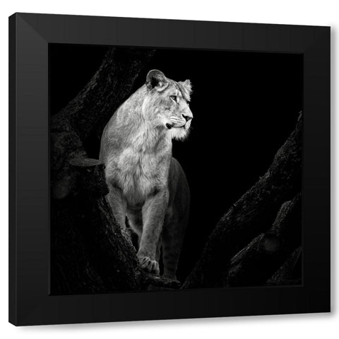 Lioness Black Modern Wood Framed Art Print with Double Matting by Meermann, Christian