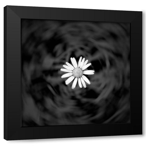 Alpine meadow discovery Black Modern Wood Framed Art Print by Winkler, Jens