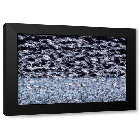 To the Arctic Black Modern Wood Framed Art Print by Guo, Liwen