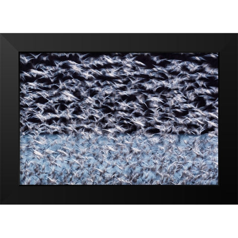 To the Arctic Black Modern Wood Framed Art Print by Guo, Liwen