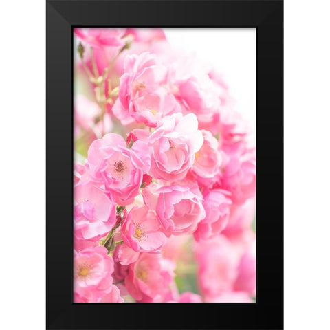 Rose Black Modern Wood Framed Art Print by Kazumasa, Kondou