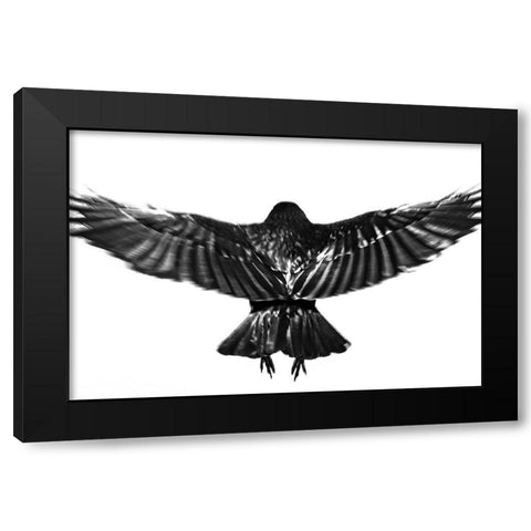 flying. Black Modern Wood Framed Art Print with Double Matting by Hisamitsu, Yuusuke