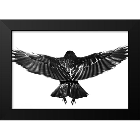 flying. Black Modern Wood Framed Art Print by Hisamitsu, Yuusuke