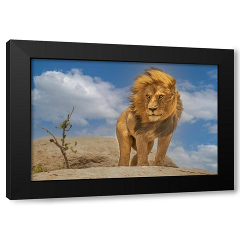 The Lion King Black Modern Wood Framed Art Print with Double Matting by Bhatia, Yogesh