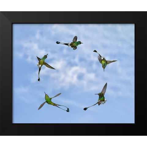 Joy of Flight Black Modern Wood Framed Art Print by Marques, Amy