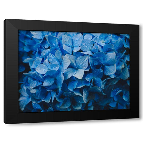 hydrangea Black Modern Wood Framed Art Print by Tsunoda, Kazuyuki