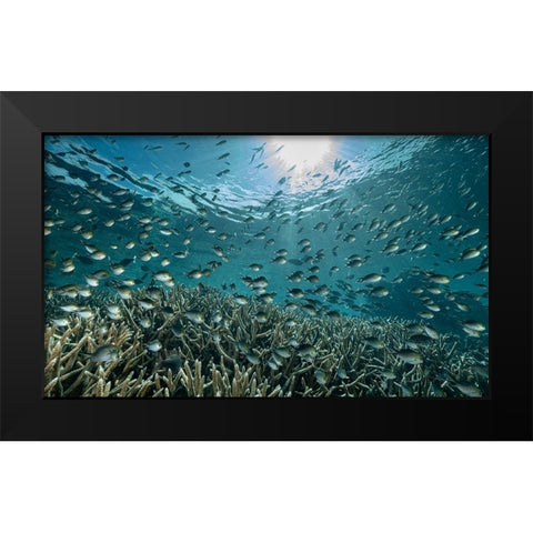 The Reef Black Modern Wood Framed Art Print by Melesan, Serge