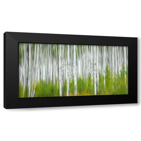 Aspen Forest Black Modern Wood Framed Art Print with Double Matting by Yang, Jimmy