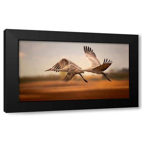 Flying over Black Modern Wood Framed Art Print by Zhang, Joan