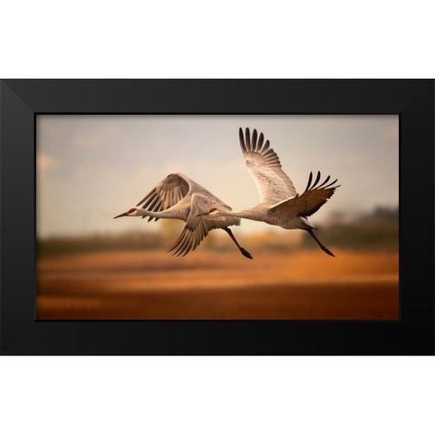 Flying over Black Modern Wood Framed Art Print by Zhang, Joan
