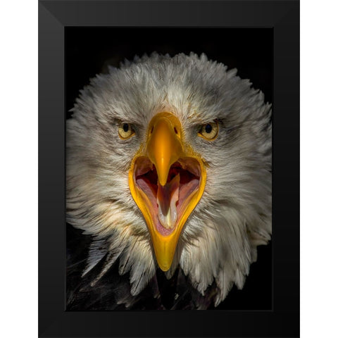 Eagle Black Modern Wood Framed Art Print by Coenders, Chris