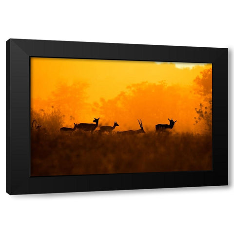 An evening in Nature Black Modern Wood Framed Art Print with Double Matting by Saha Pramanick, Sunny