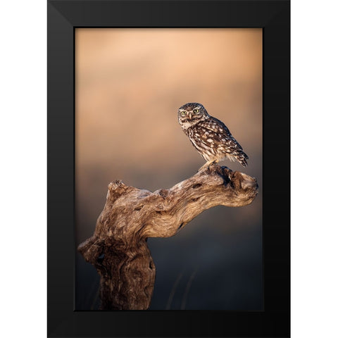 Little owl Black Modern Wood Framed Art Print by Renmyr, Magnus