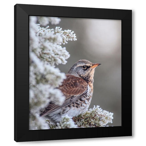 Fieldfare in a winter setting Black Modern Wood Framed Art Print with Double Matting by Renmyr, Magnus