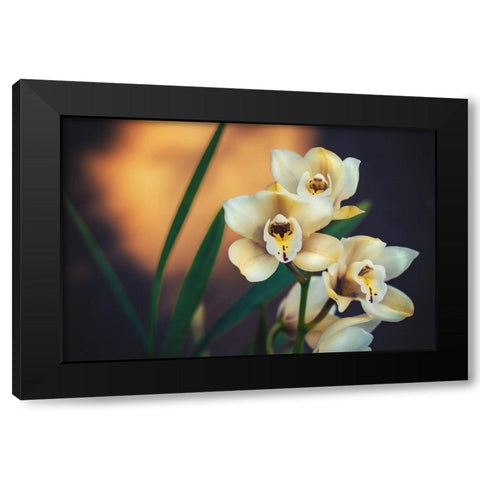 Orchids Black Modern Wood Framed Art Print by Mossholder, Tim