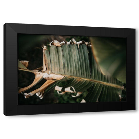 Palm Decay Black Modern Wood Framed Art Print with Double Matting by Mossholder, Tim