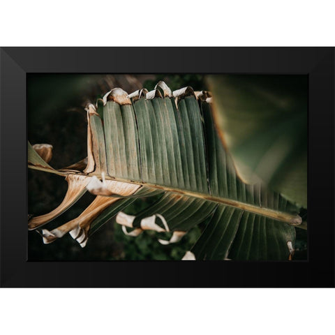 Palm Decay Black Modern Wood Framed Art Print by Mossholder, Tim