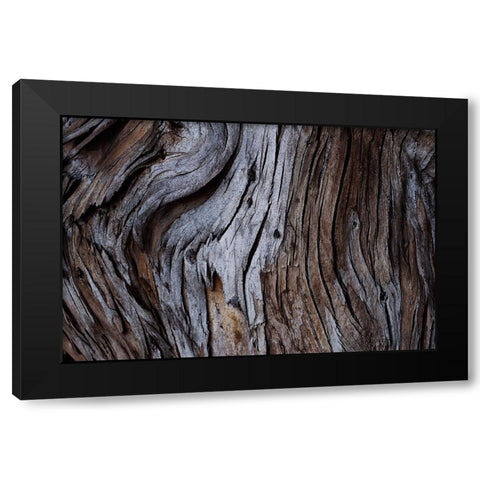Eucalyptus Texture Black Modern Wood Framed Art Print with Double Matting by Mossholder, Tim