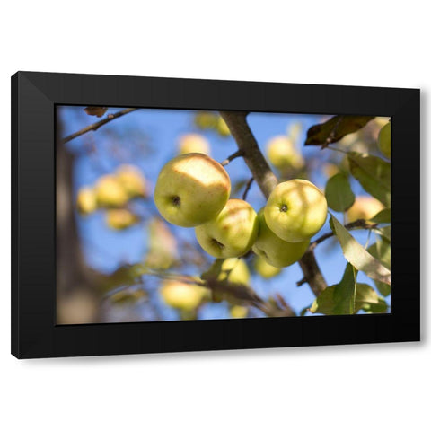 Fruitful Black Modern Wood Framed Art Print by Mossholder, Tim