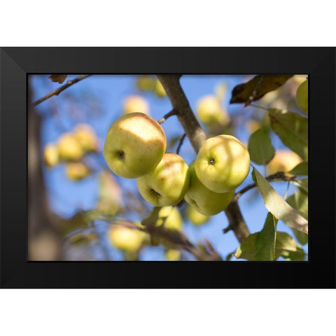 Fruitful Black Modern Wood Framed Art Print by Mossholder, Tim
