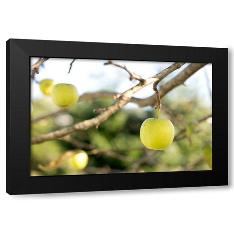 Apples Black Modern Wood Framed Art Print by Mossholder, Tim