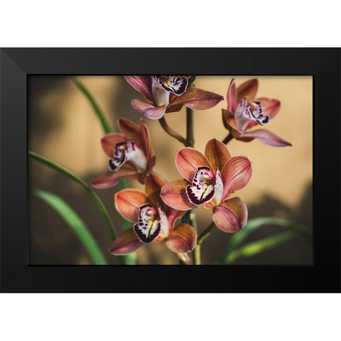 Orange Orchids Black Modern Wood Framed Art Print by Mossholder, Tim