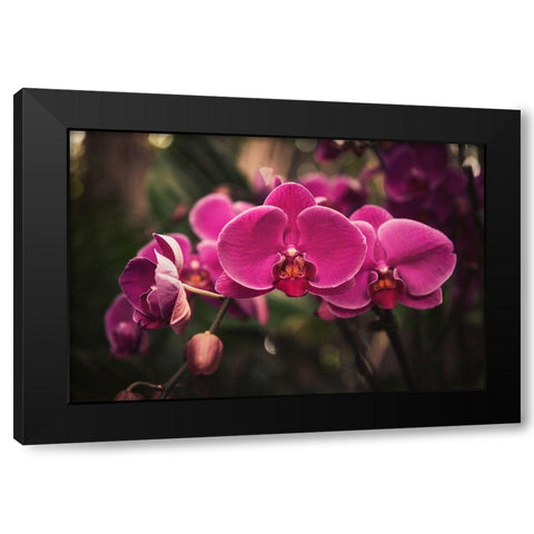 Hot Pink Orchid Black Modern Wood Framed Art Print by Mossholder, Tim