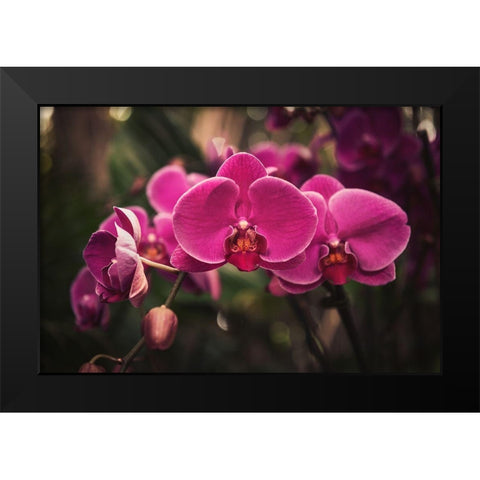 Hot Pink Orchid Black Modern Wood Framed Art Print by Mossholder, Tim