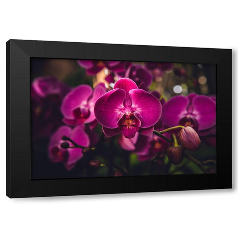 Hot Pink Orchid Black Modern Wood Framed Art Print with Double Matting by Mossholder, Tim