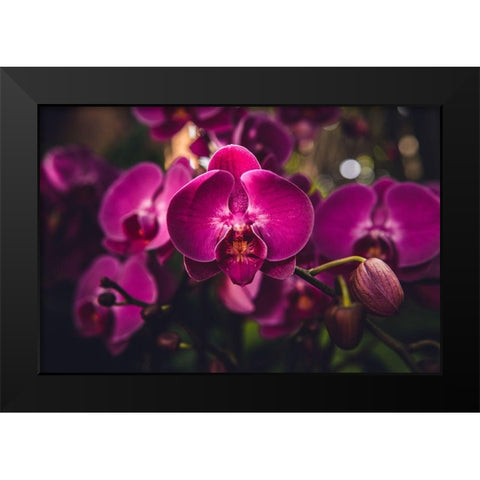 Hot Pink Orchid Black Modern Wood Framed Art Print by Mossholder, Tim