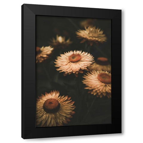 Faded Flowers Black Modern Wood Framed Art Print by Mossholder, Tim