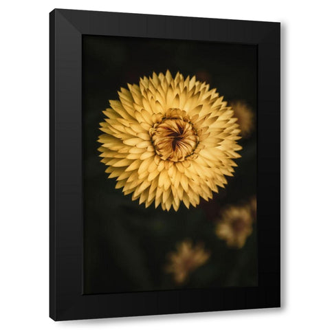 Yellow Floral Texture Black Modern Wood Framed Art Print by Mossholder, Tim