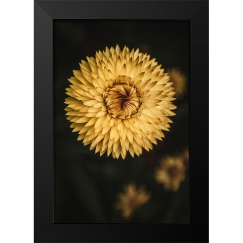 Yellow Floral Texture Black Modern Wood Framed Art Print by Mossholder, Tim