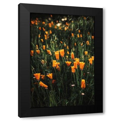 Golden Poppies Black Modern Wood Framed Art Print by Mossholder, Tim