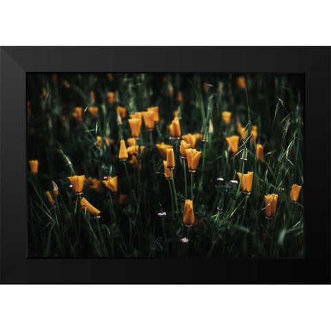 Golden Poppies Black Modern Wood Framed Art Print by Mossholder, Tim