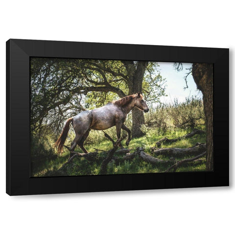 Hillside Horse Black Modern Wood Framed Art Print with Double Matting by Mossholder, Tim