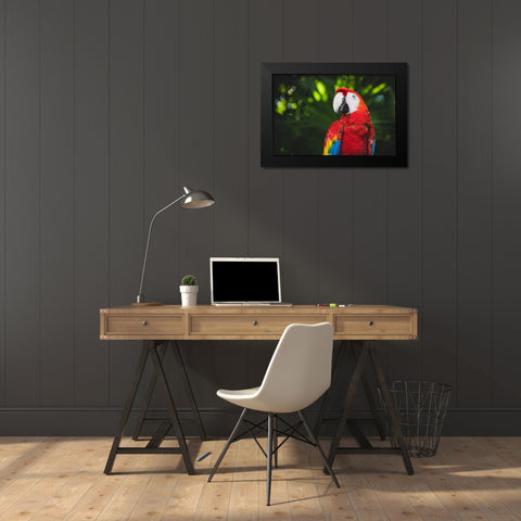 Colorful Parrot Black Modern Wood Framed Art Print by Mossholder, Tim