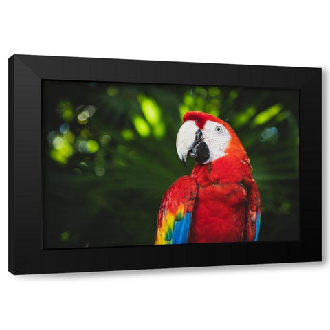 Colorful Parrot Black Modern Wood Framed Art Print by Mossholder, Tim
