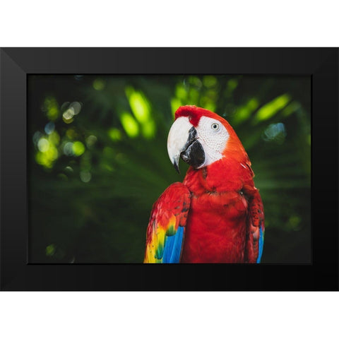 Colorful Parrot Black Modern Wood Framed Art Print by Mossholder, Tim