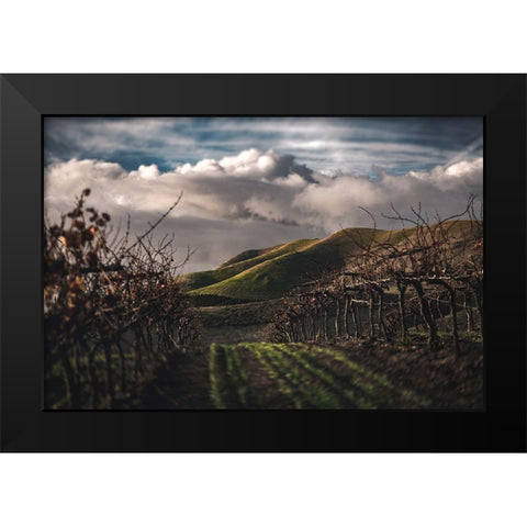Dark Vineyards Black Modern Wood Framed Art Print by Mossholder, Tim