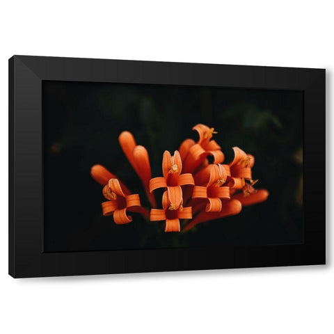 Orange Flowers Black Modern Wood Framed Art Print by Mossholder, Tim