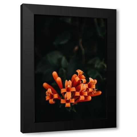 Orange Flowers Black Modern Wood Framed Art Print with Double Matting by Mossholder, Tim