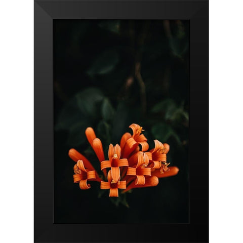 Orange Flowers Black Modern Wood Framed Art Print by Mossholder, Tim