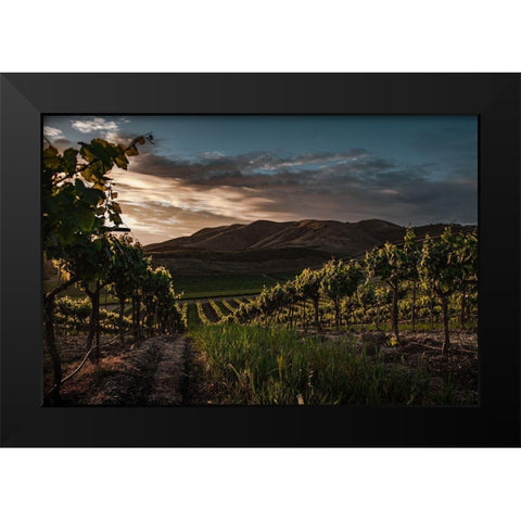 Vinyards Black Modern Wood Framed Art Print by Mossholder, Tim