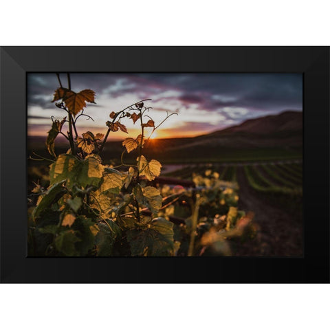 Vineyards Black Modern Wood Framed Art Print by Mossholder, Tim